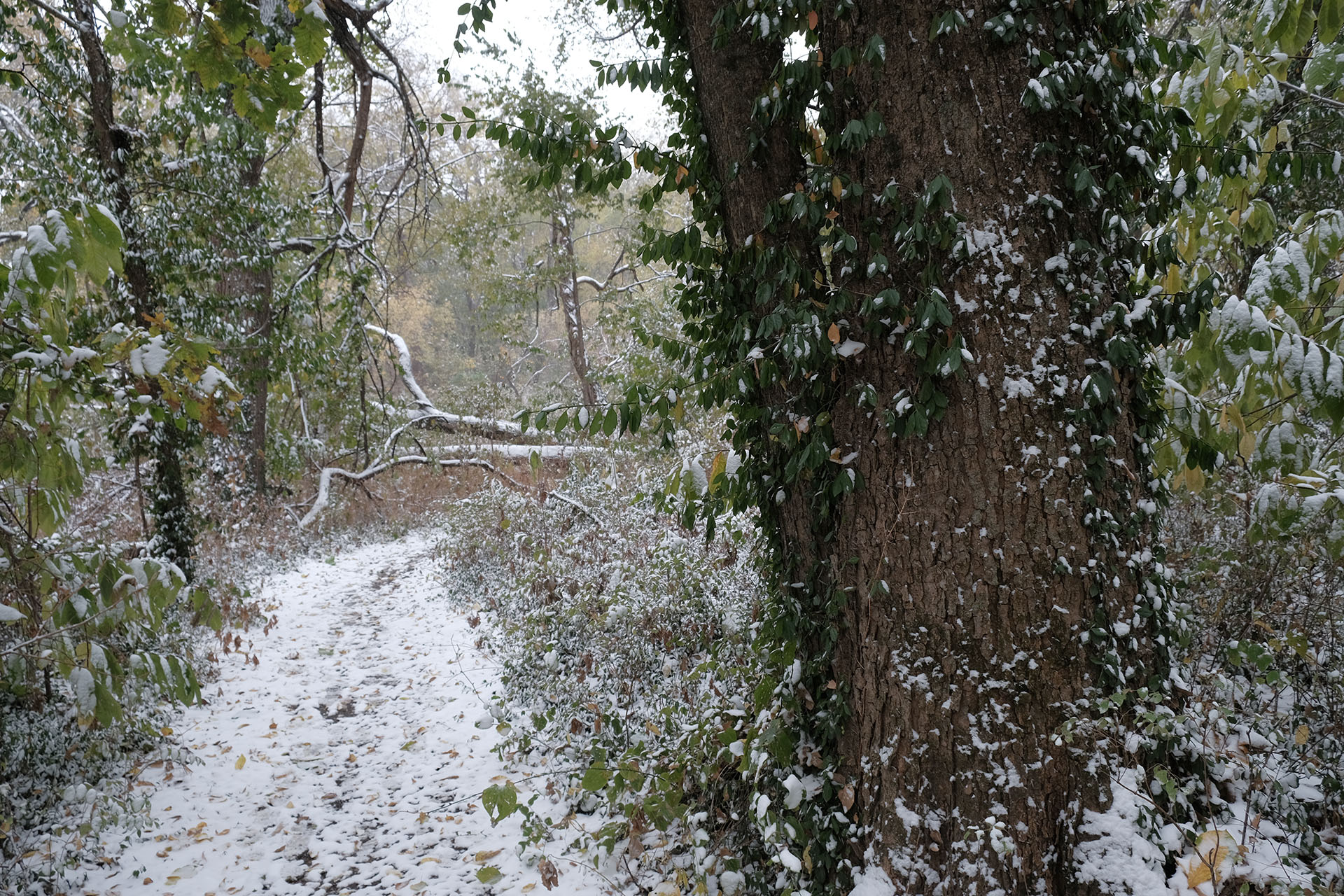 Snow-covered Trail