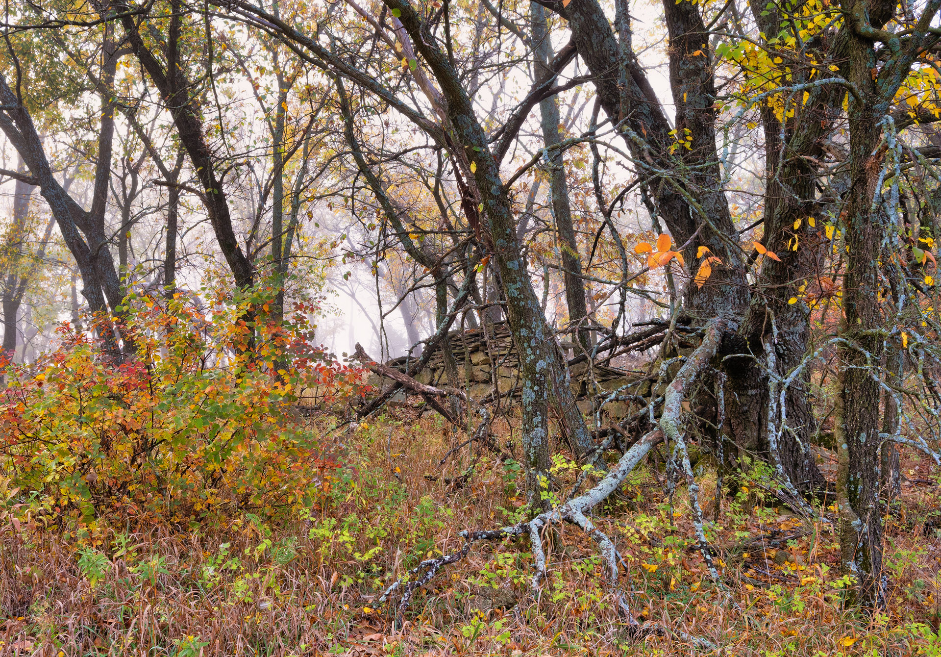 Autumn Chaos: Fallen Limb and Stone Ruins