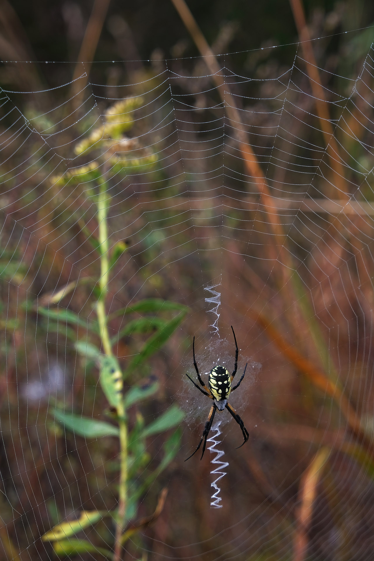 Yellow garden spider in autumn grass