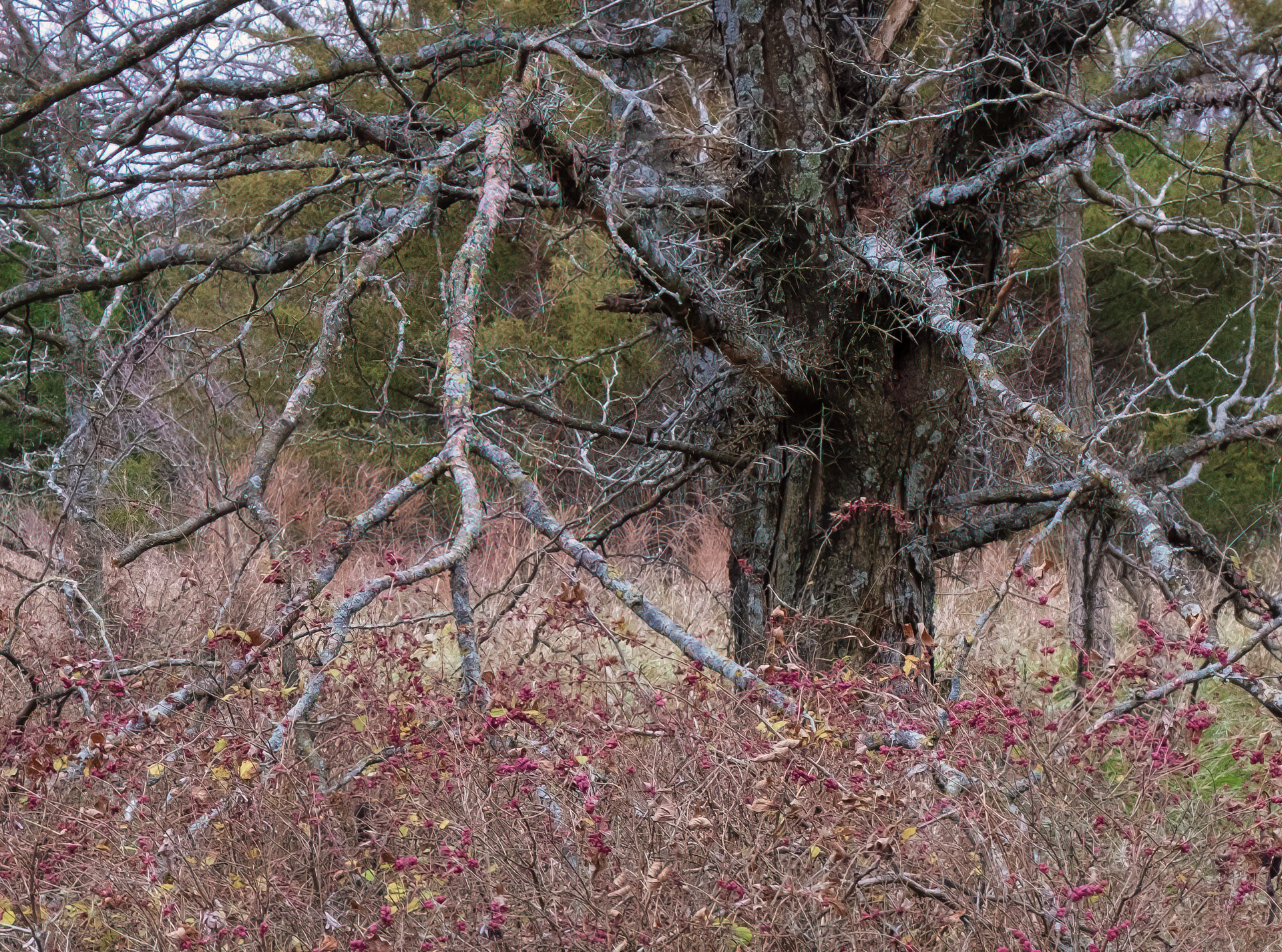 Thorn trees and coral bush