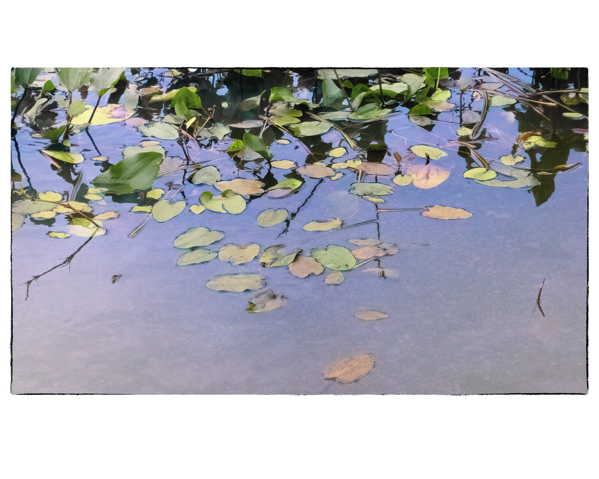 Arrowhead Leaves on Marsh Waters