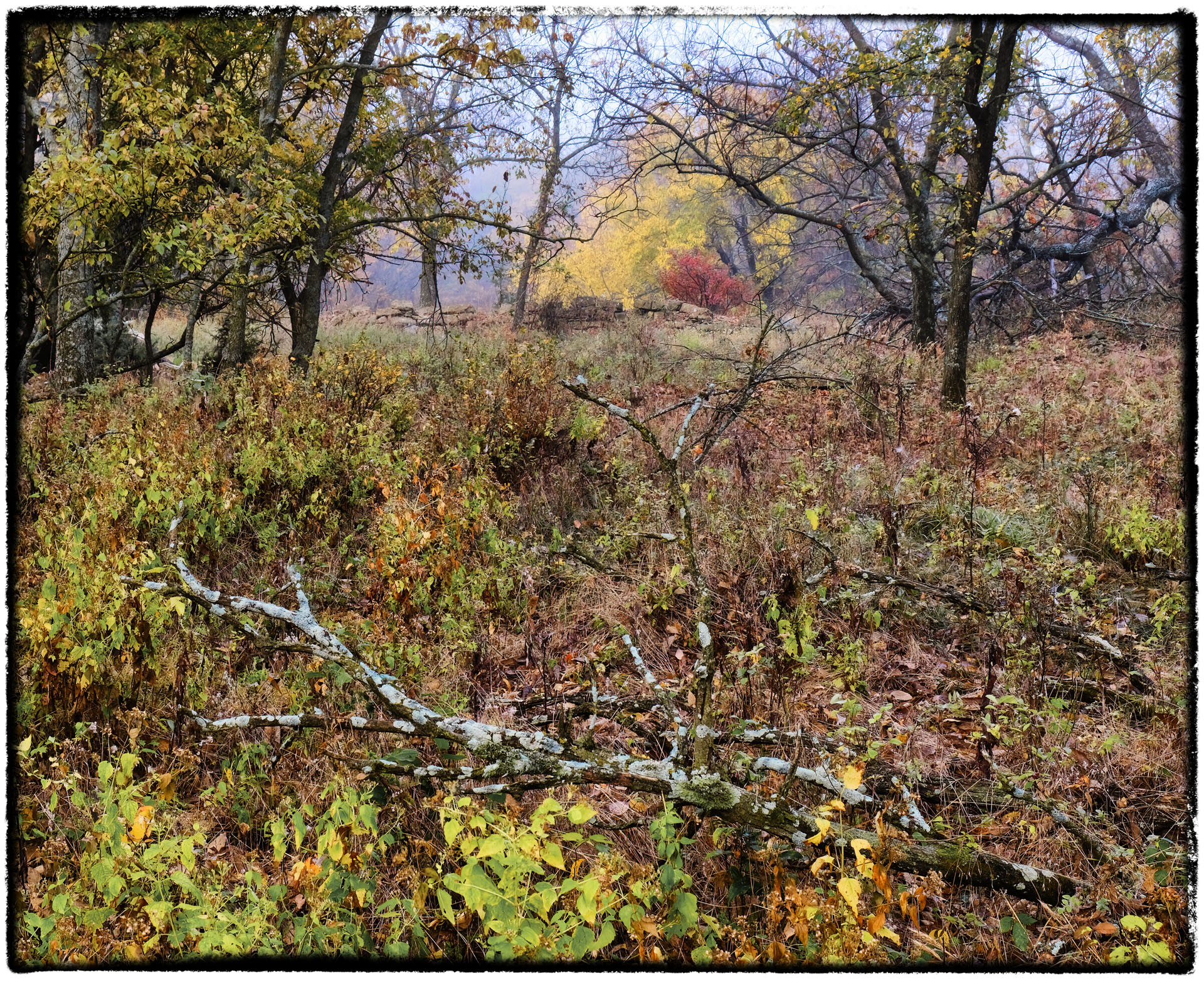 Autumn Scene with Fallen Limb