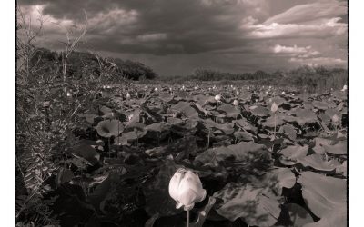 Lotus patch with standing blossom, storm clouds overhead