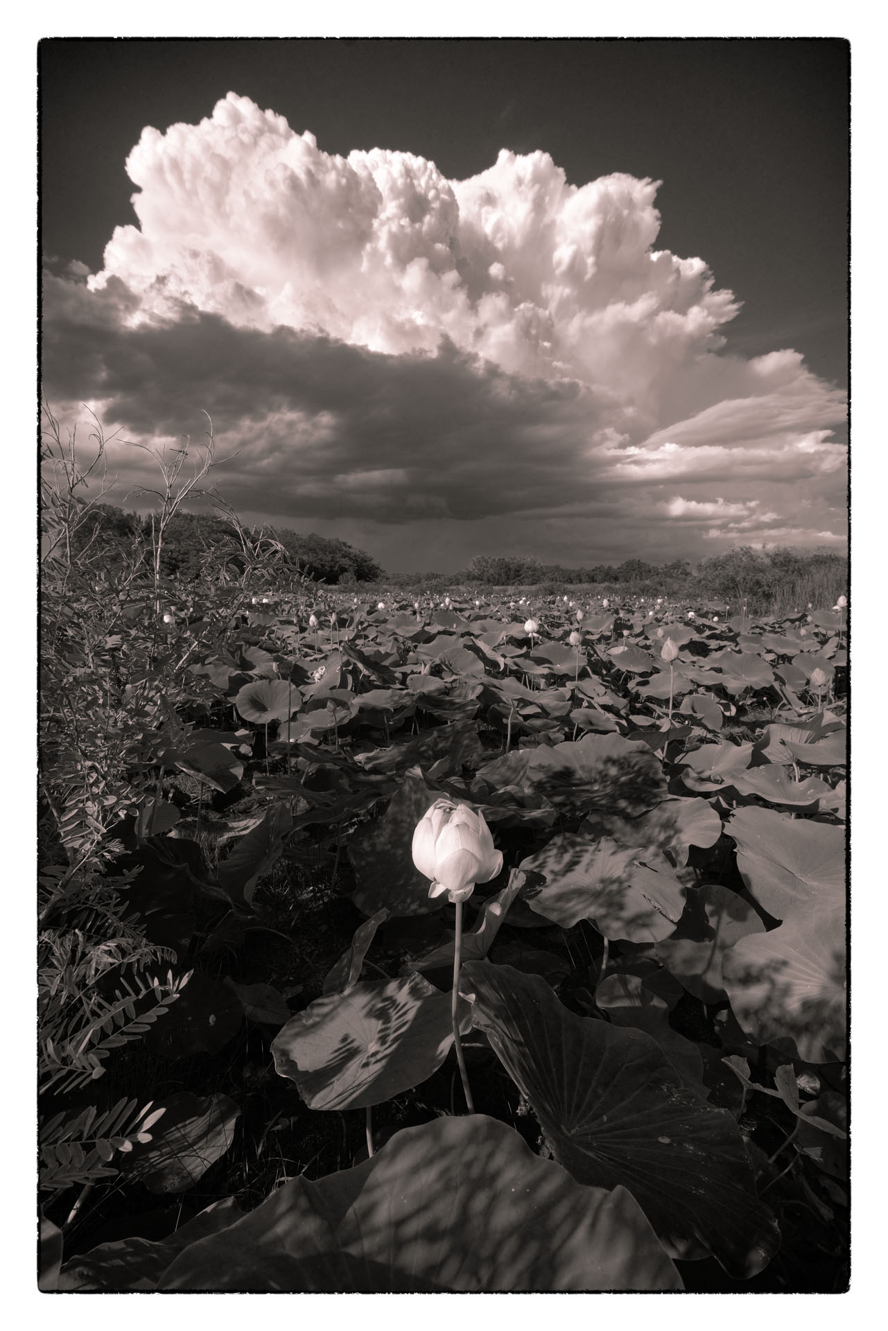 Lotus and Approaching Storm