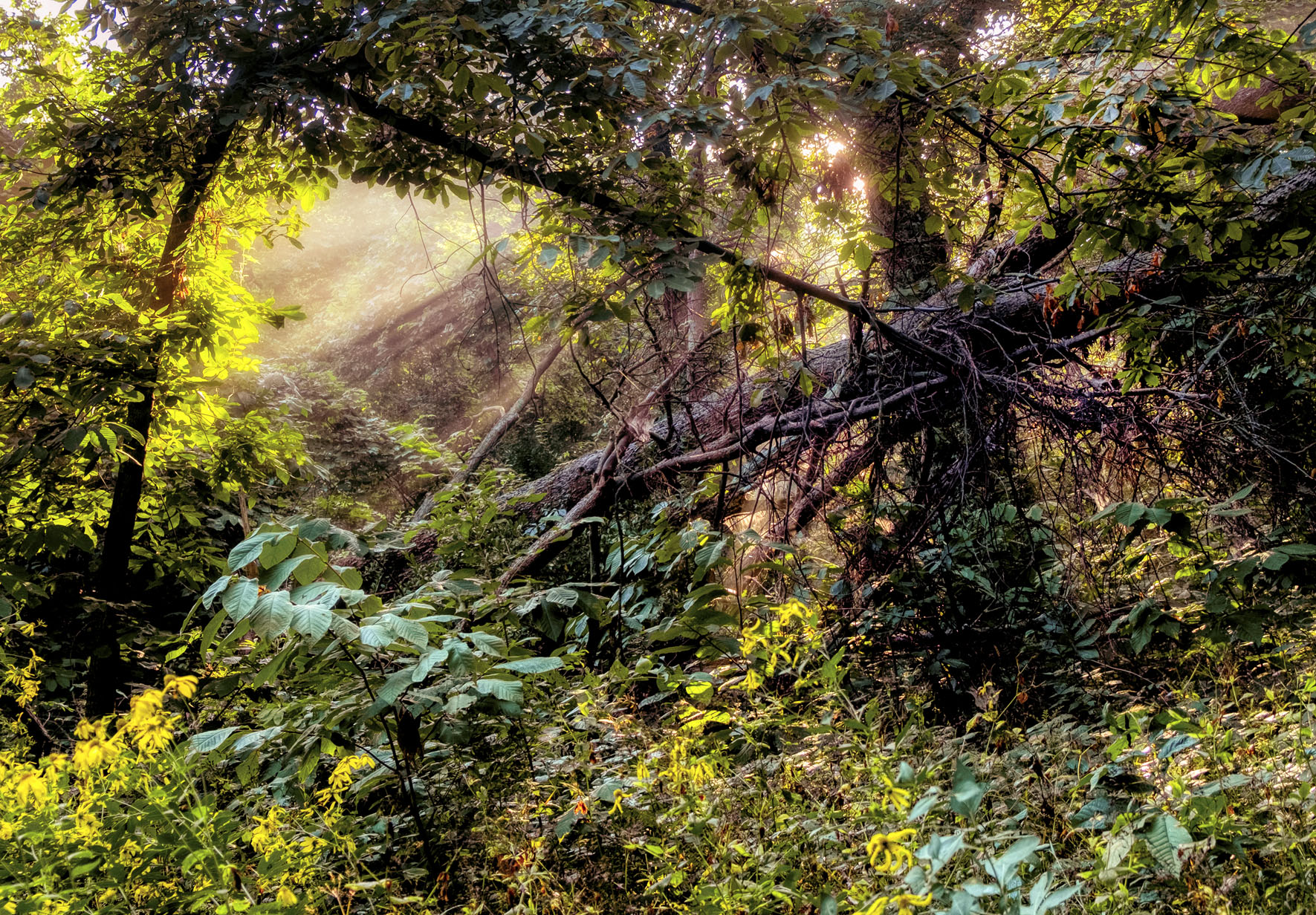 Fallen tree with a Morning Fog.