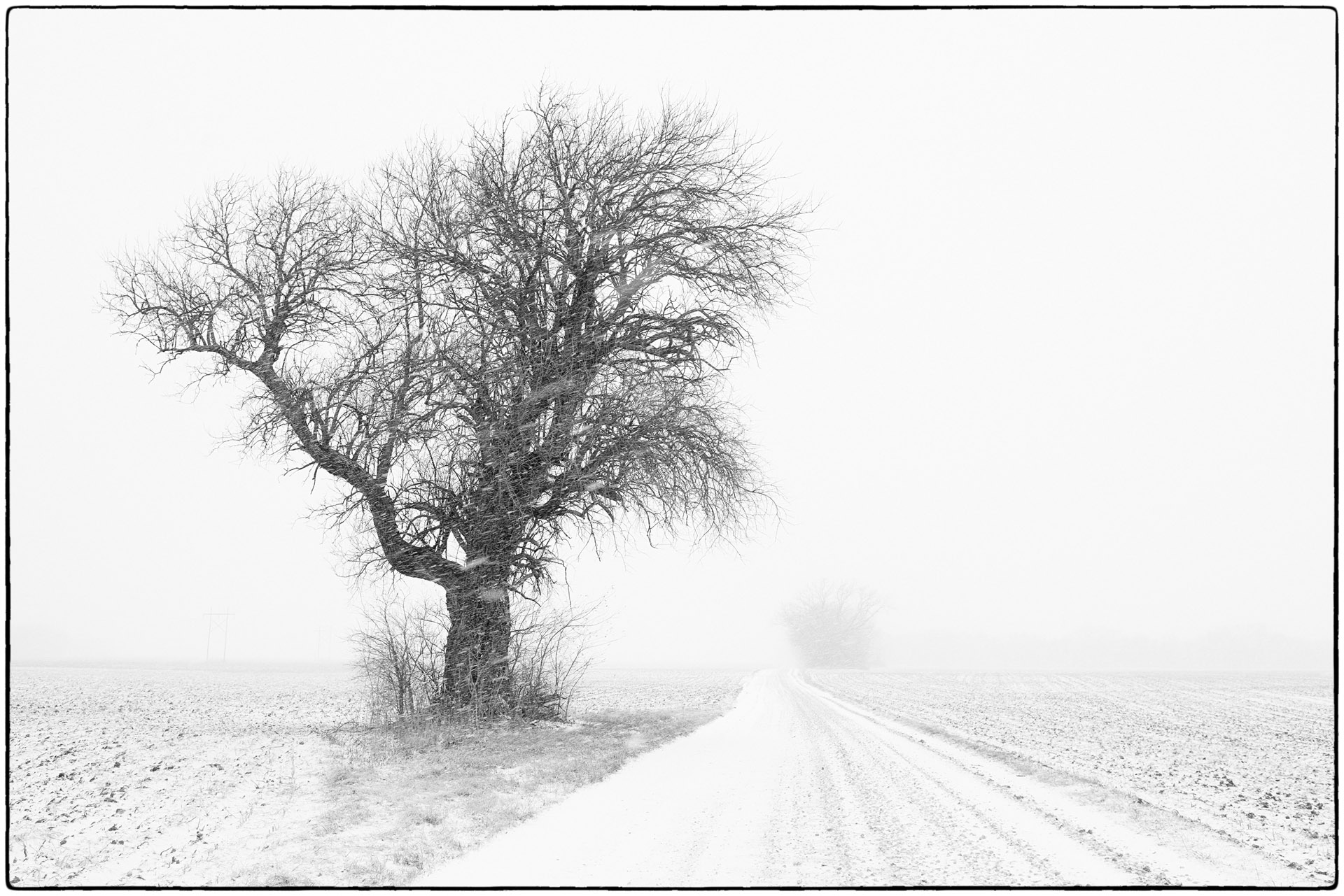 Winter Tree and Country Road