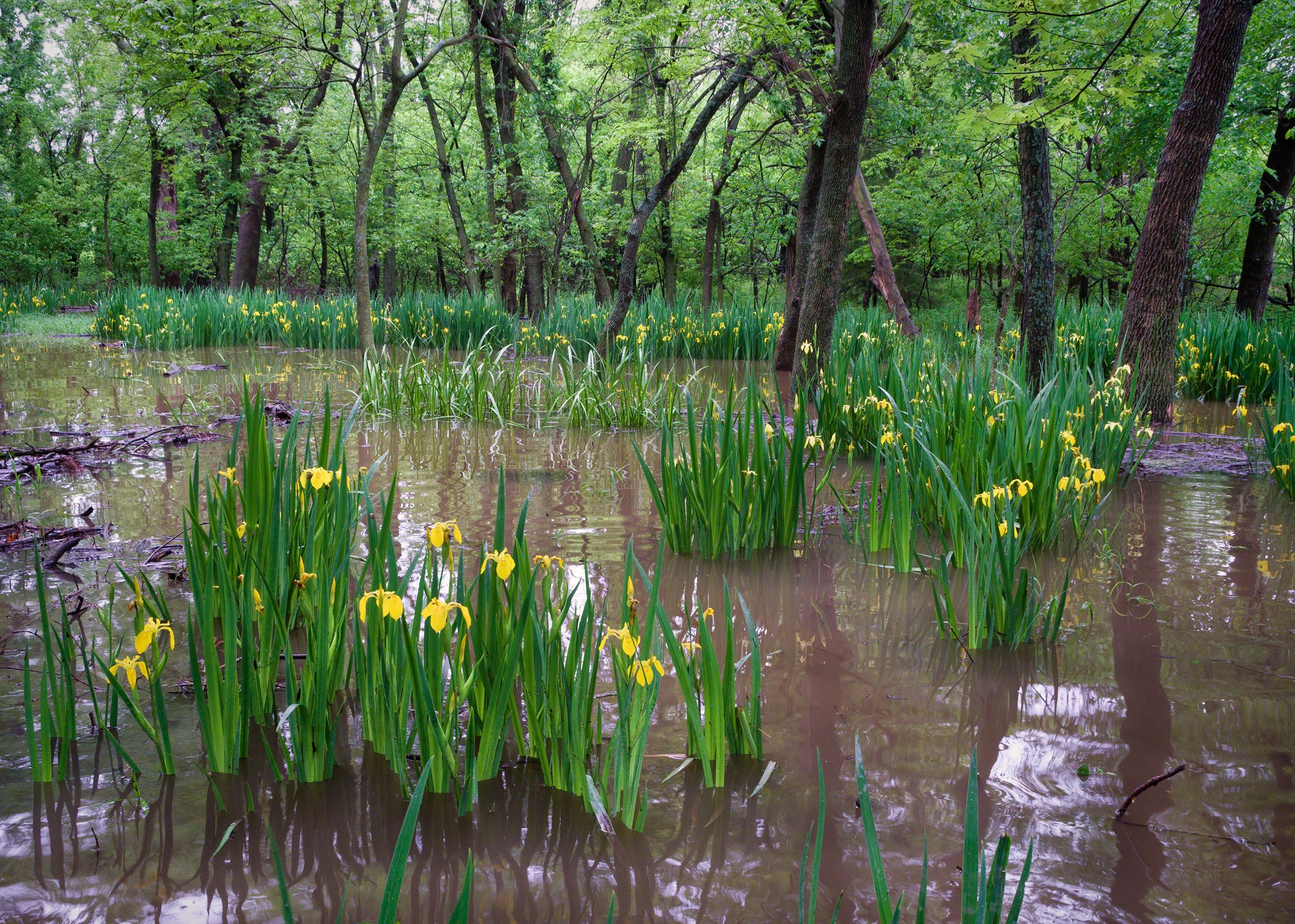 Wetland yellow iris in flooded woods