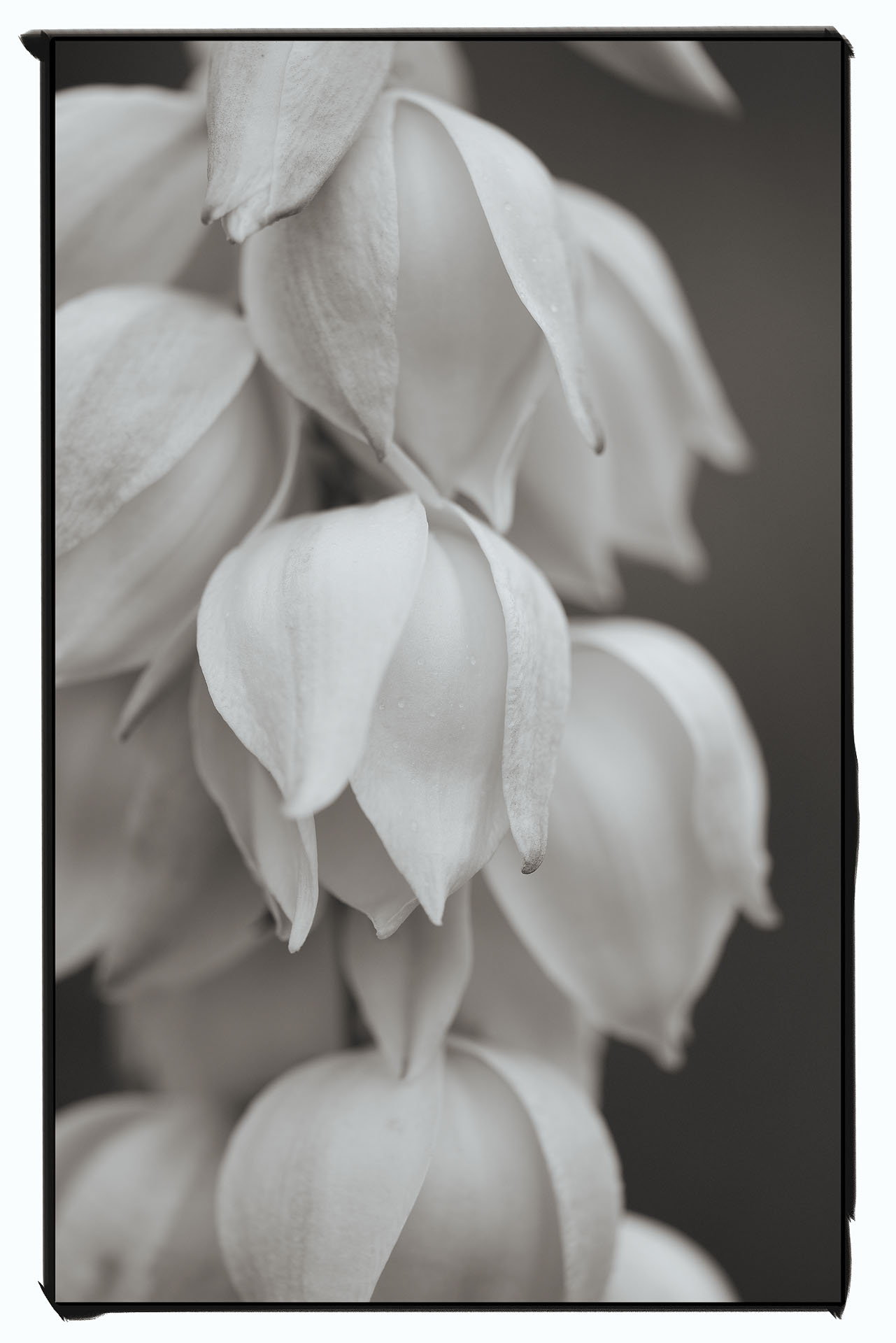 Yucca Blossoms