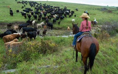 girl on horseback with cattle crossing stream