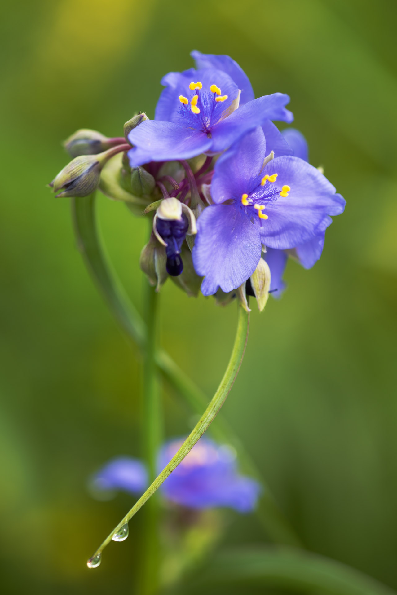 Spiderwort