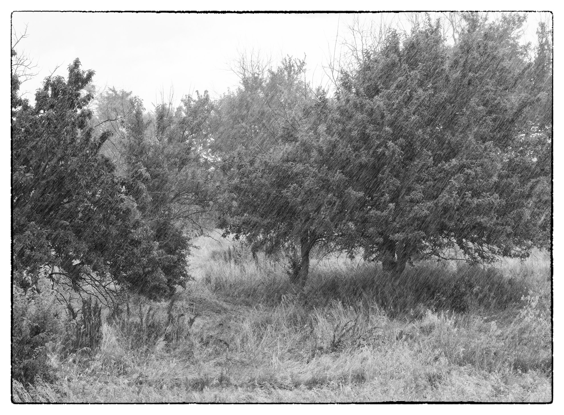 Cedars in the Rain