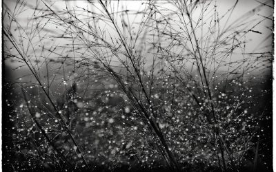 Close up study of dew catching light in grass heads