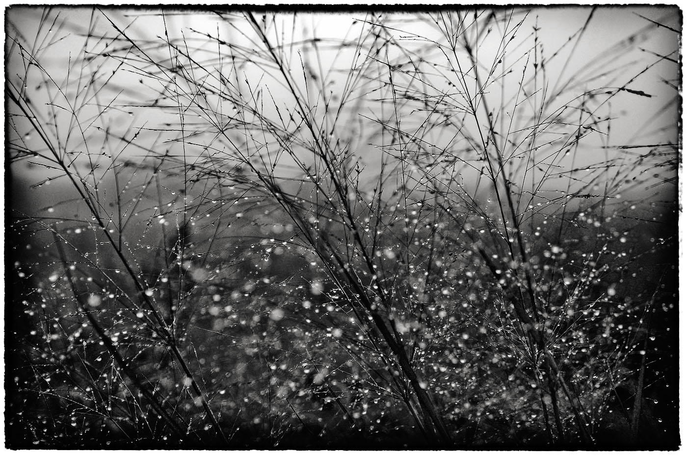 Close up study of dew catching light in grass heads