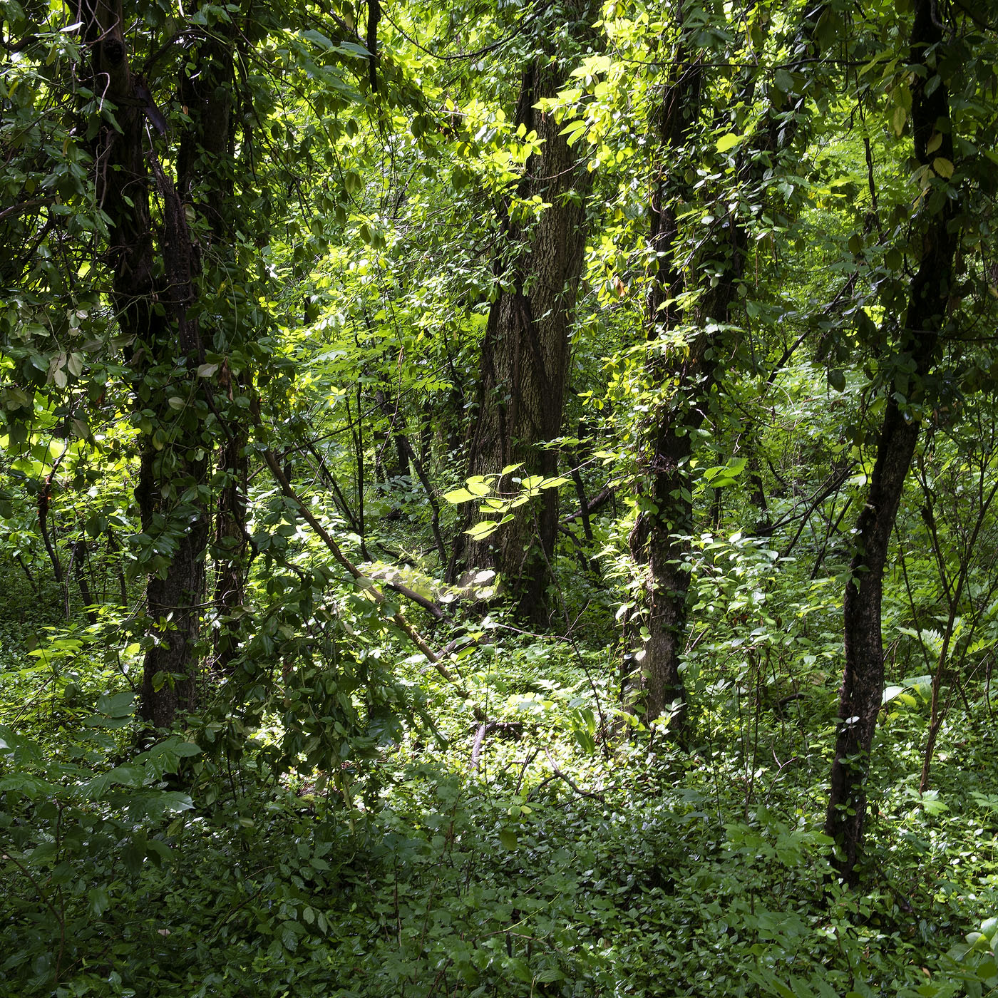 Forest Light