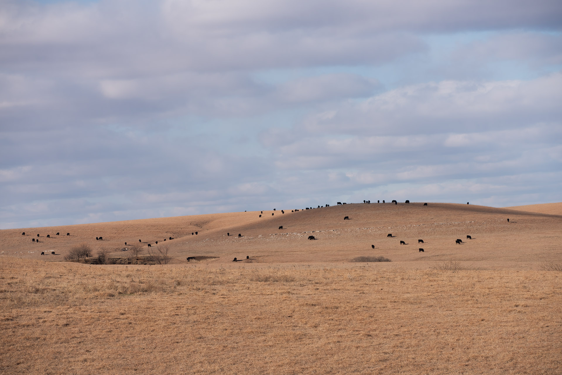 Black Cattle on Greenwood County Hills