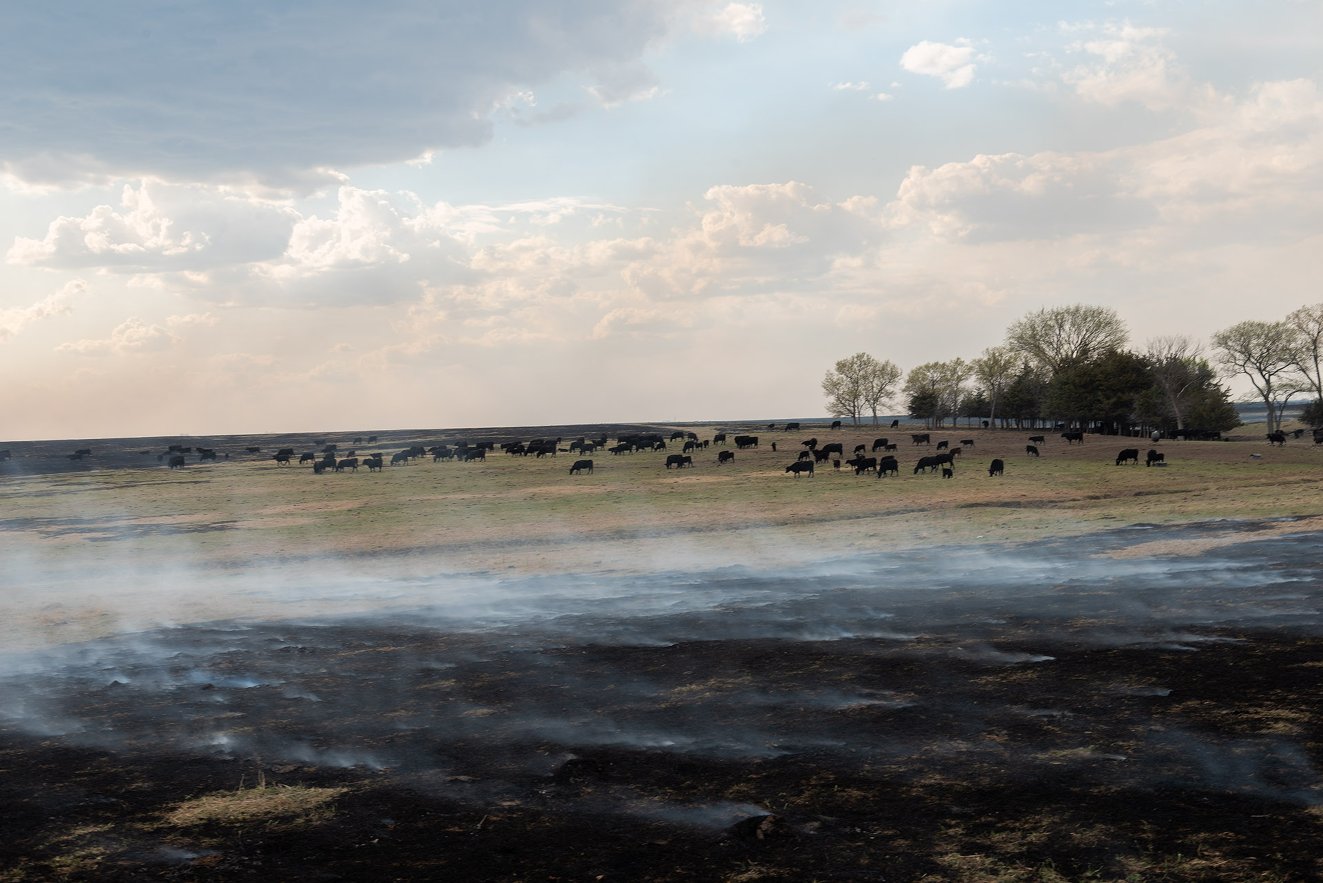 Ground Smoke and Cattle