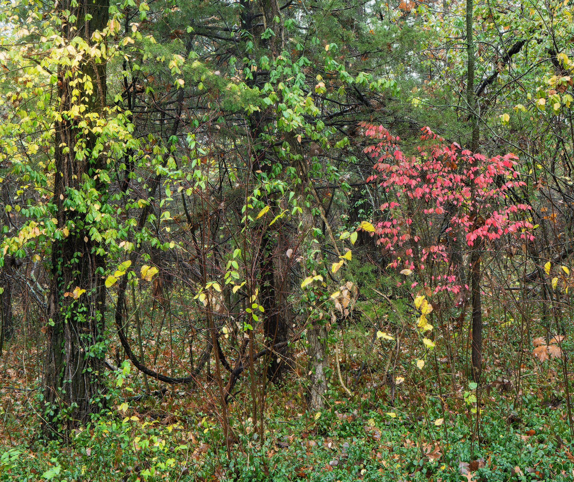 Autumn Woods, Townsite Trail