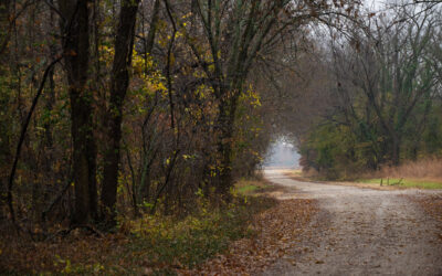 Autumn woods and trail to exit