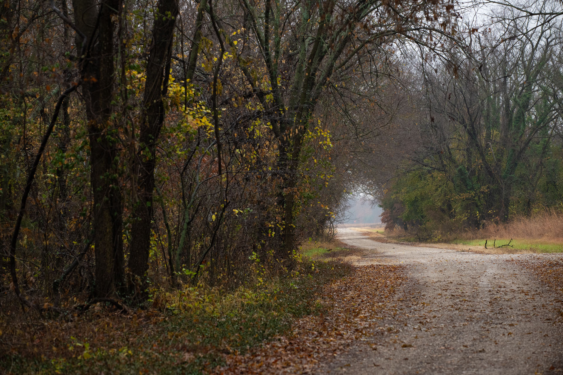 Autumn, Townsite Trail