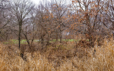 Autumn trees and grasses with a patch of green showing through.