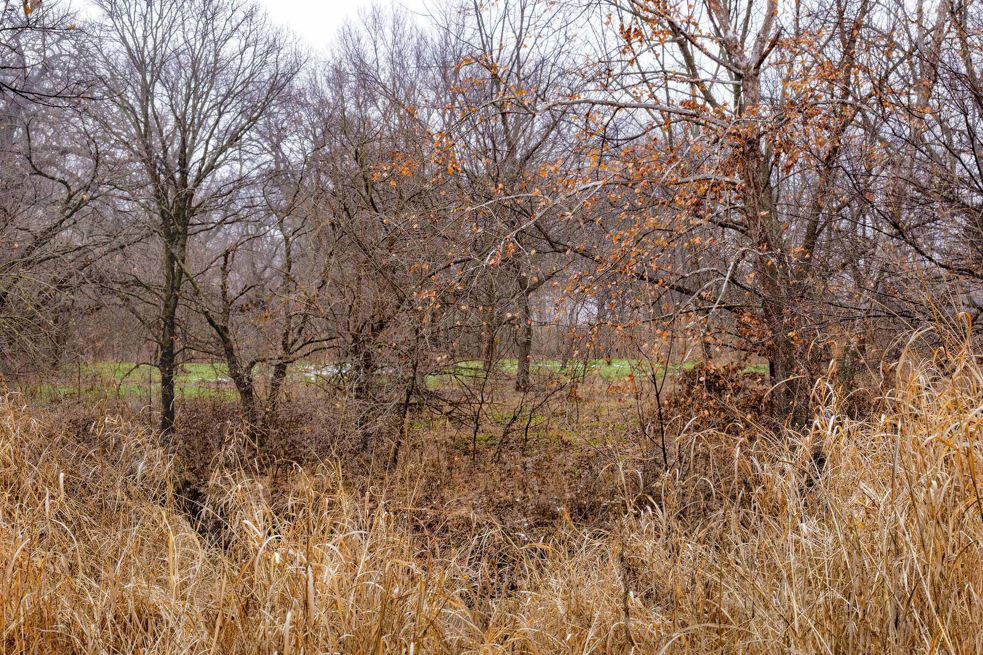 View Toward the Glade