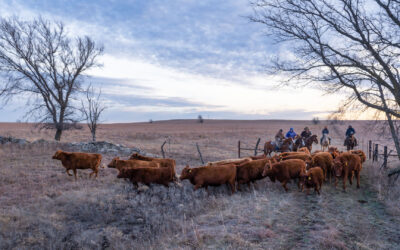 Cowboys driving cattle through a gate