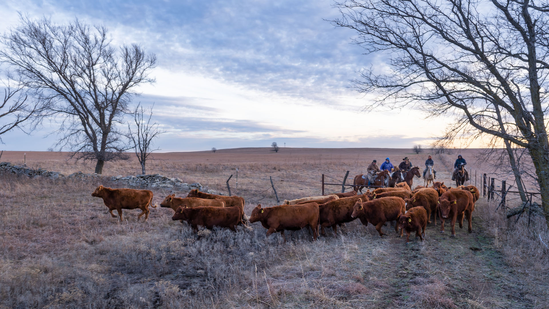 Winter Cattle Drive at the Sauble Ranch