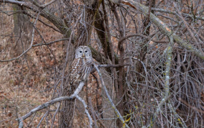 Barred owl nestled in a chaotic mix of tree branches.