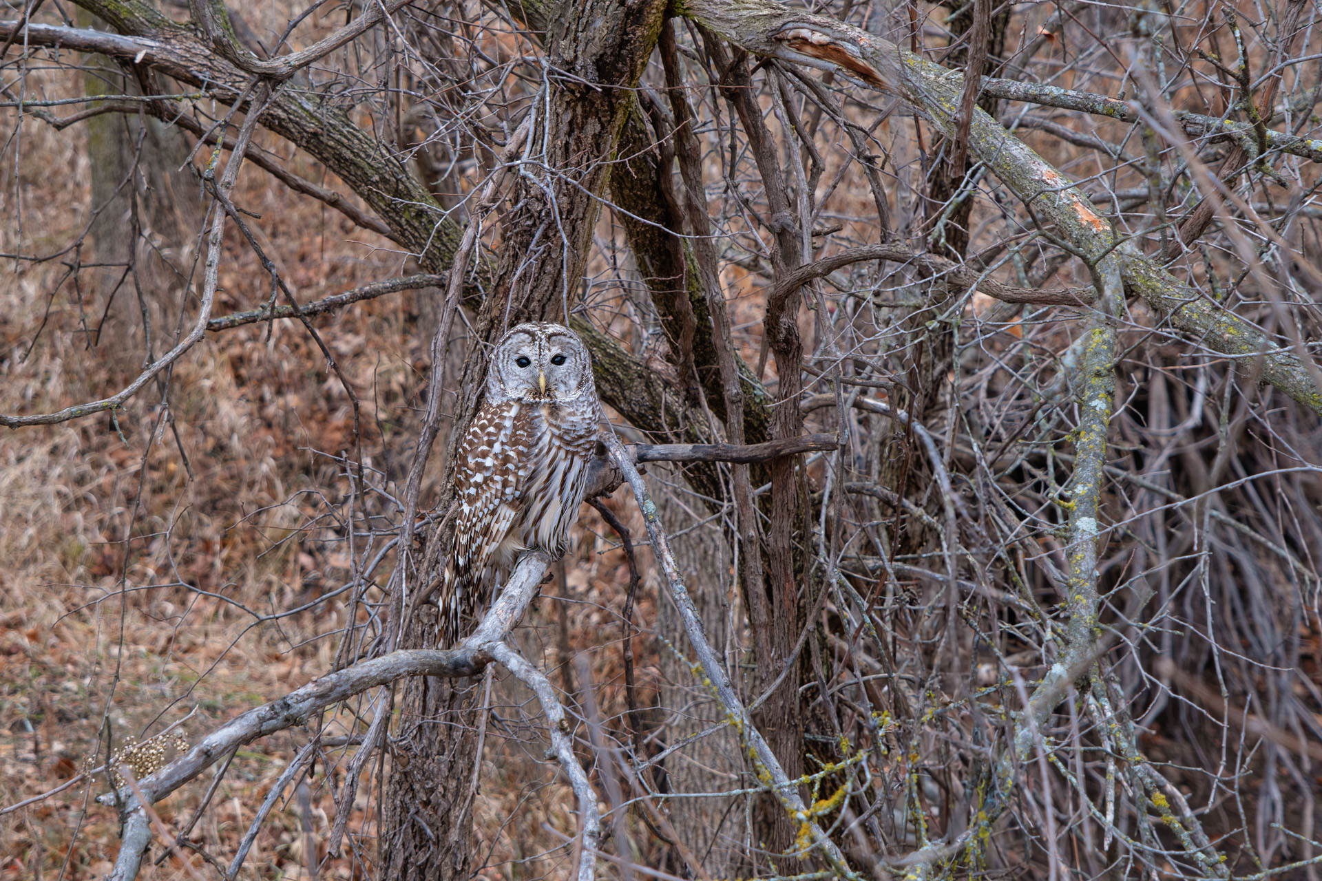 Barred Owl in Habitat