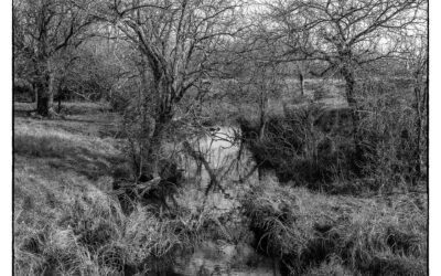 Peaceful stream pool surrounded by chaotic brush