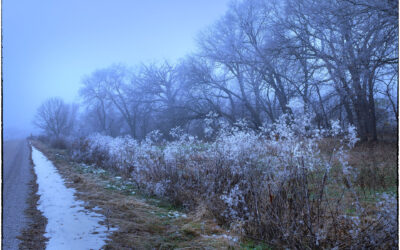 Frost coated vegetation along road edge