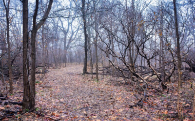 Tree lined nature trail