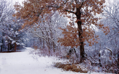 Oak tree with brown leaves along a winter pathway