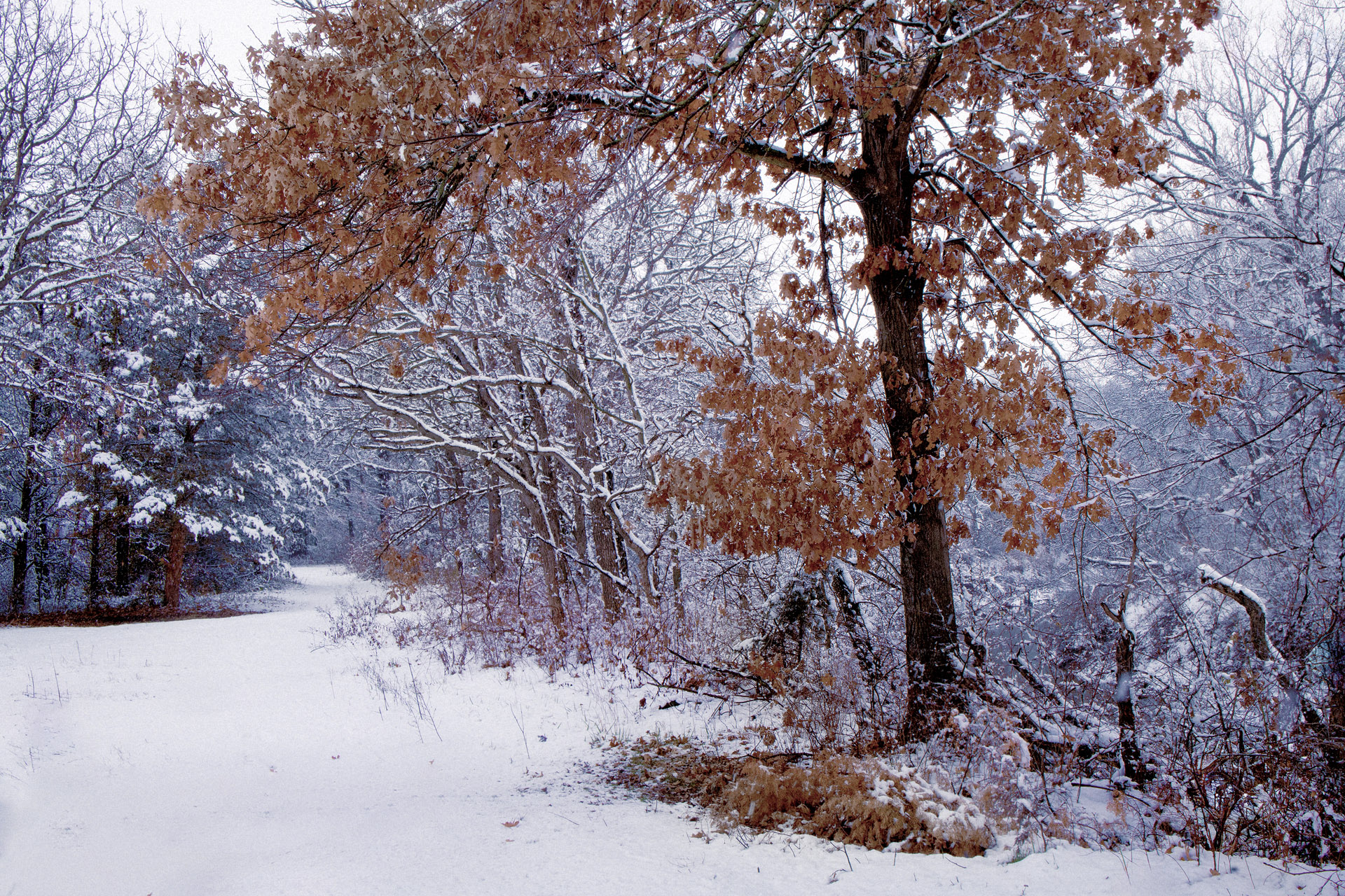 Winter Oak