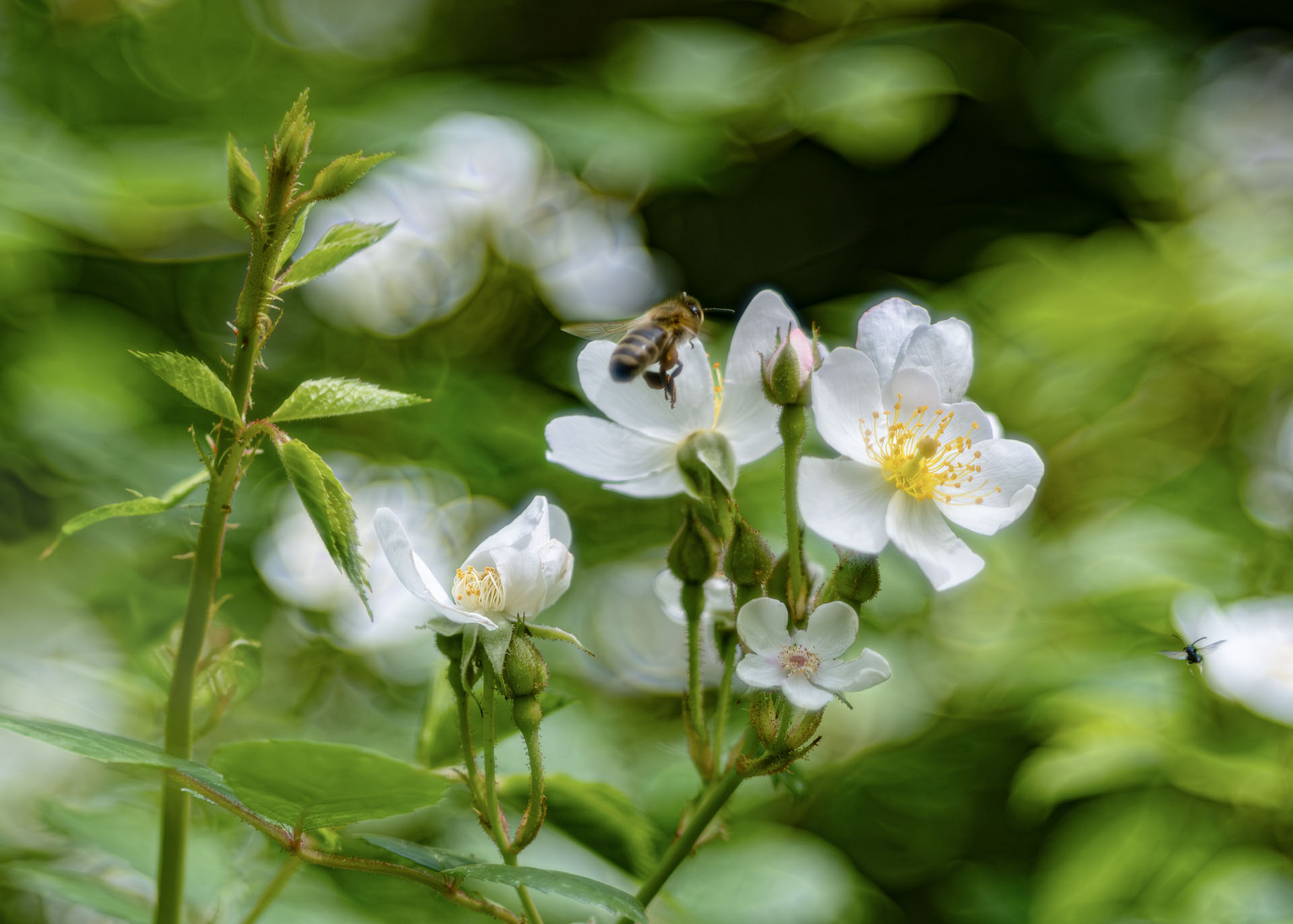 Bee over Multiflora Rose