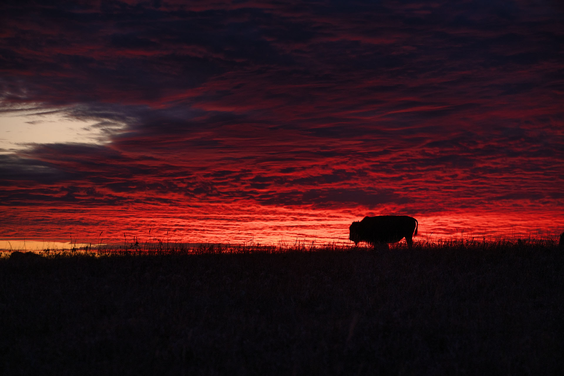 Bison Sunset