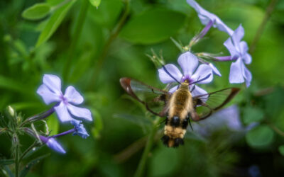 Clearwing moth over wildflower