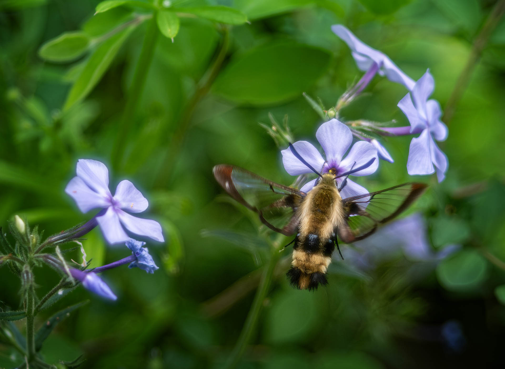 Clearwing Moth