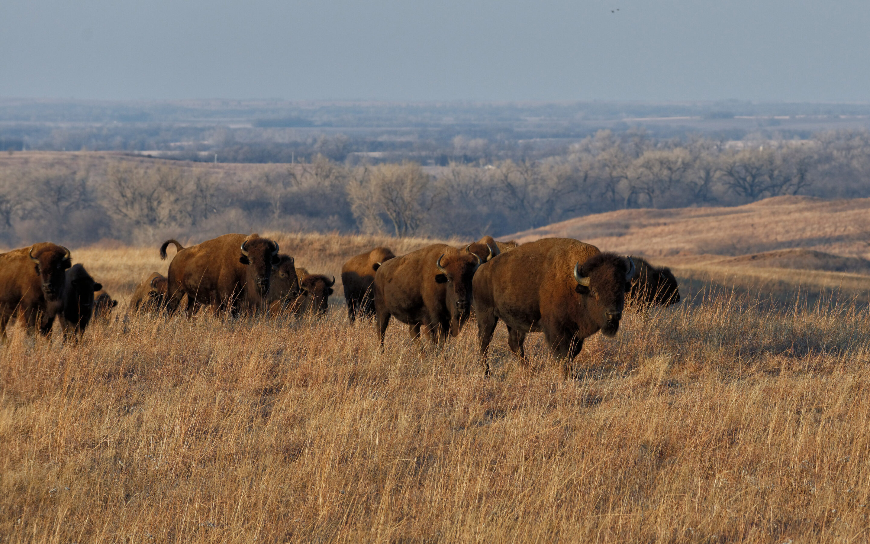 Slideshow: Flint Hills Bison through the Seasons