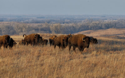 Bison herd