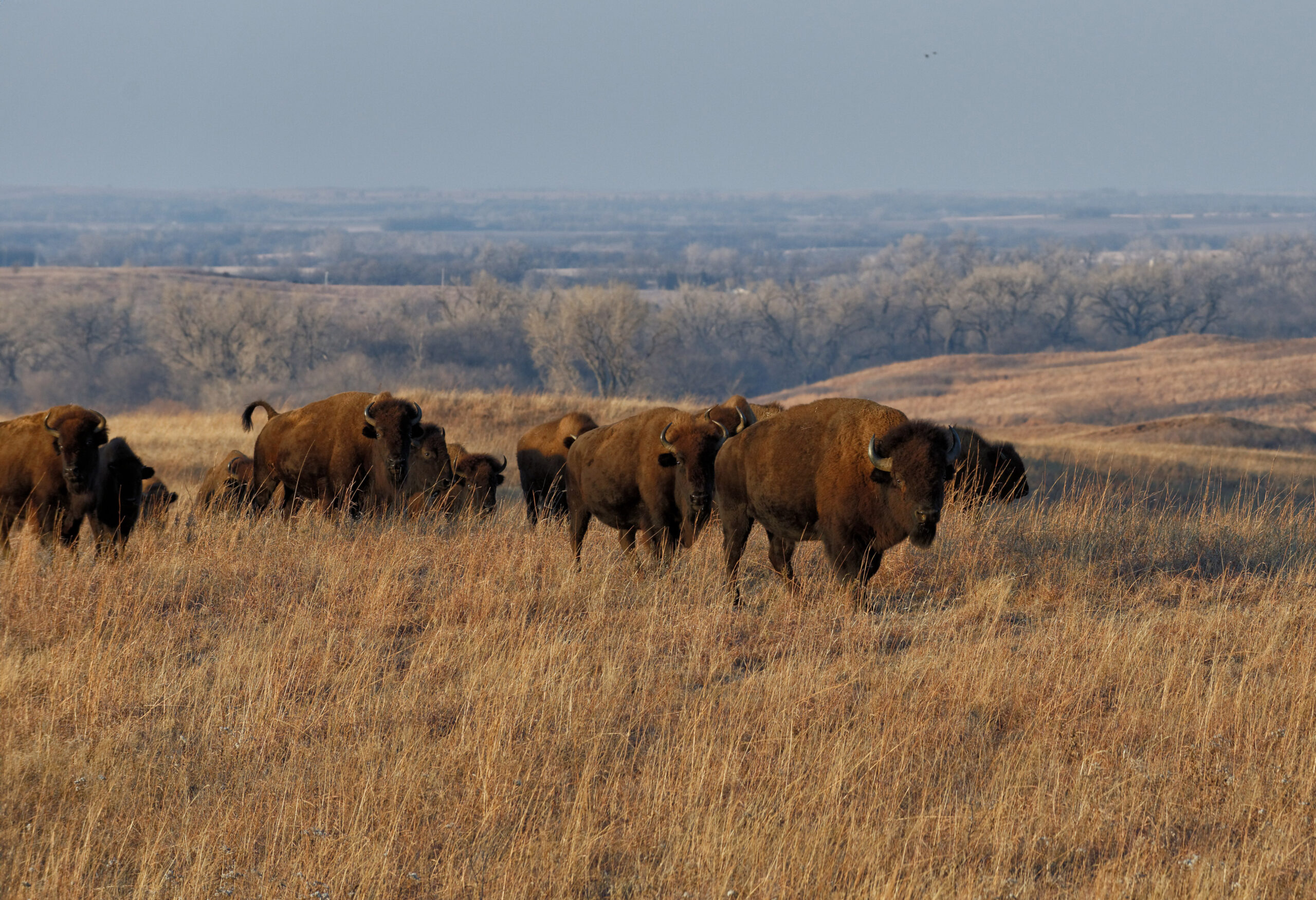 Bison herd