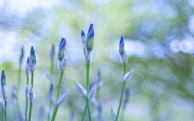 Unopened iris buds