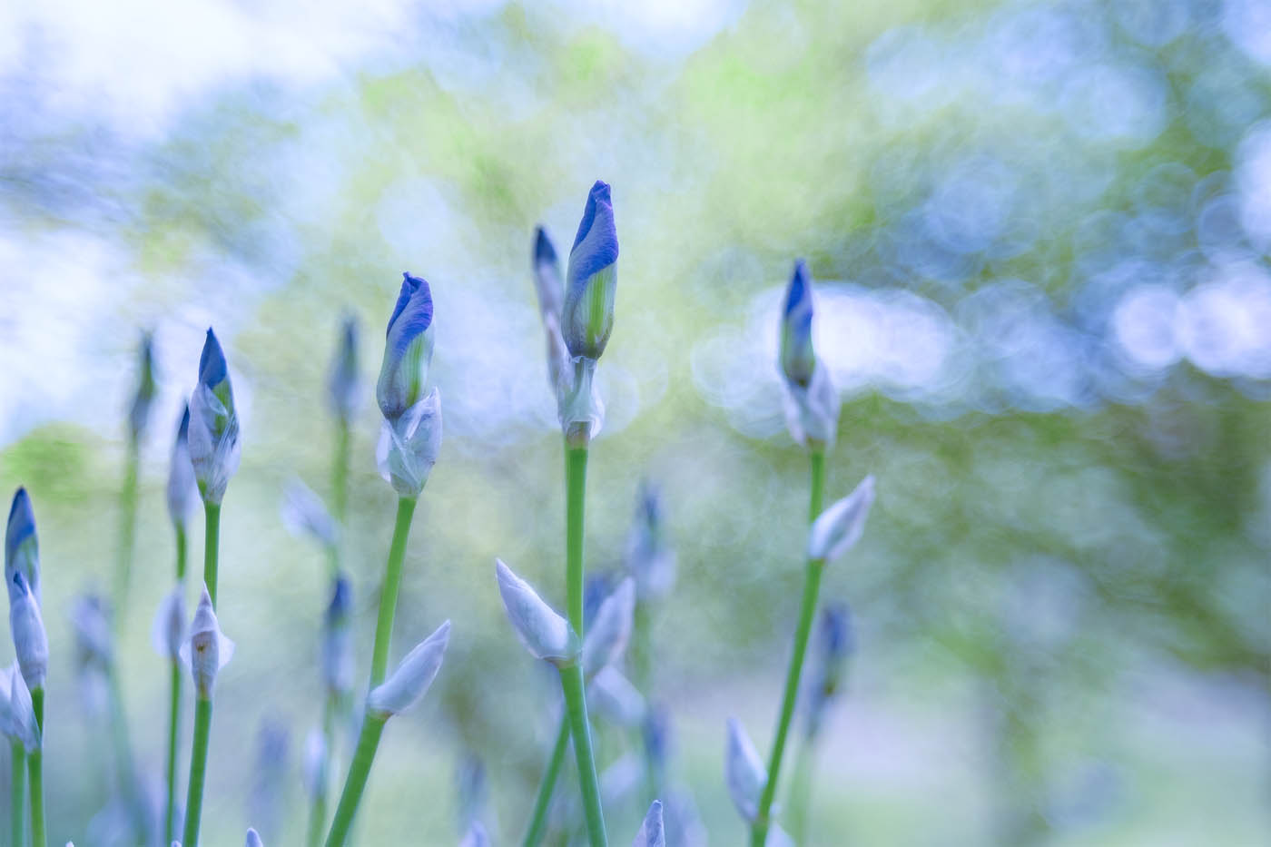 Iris Buds (vintage lens)