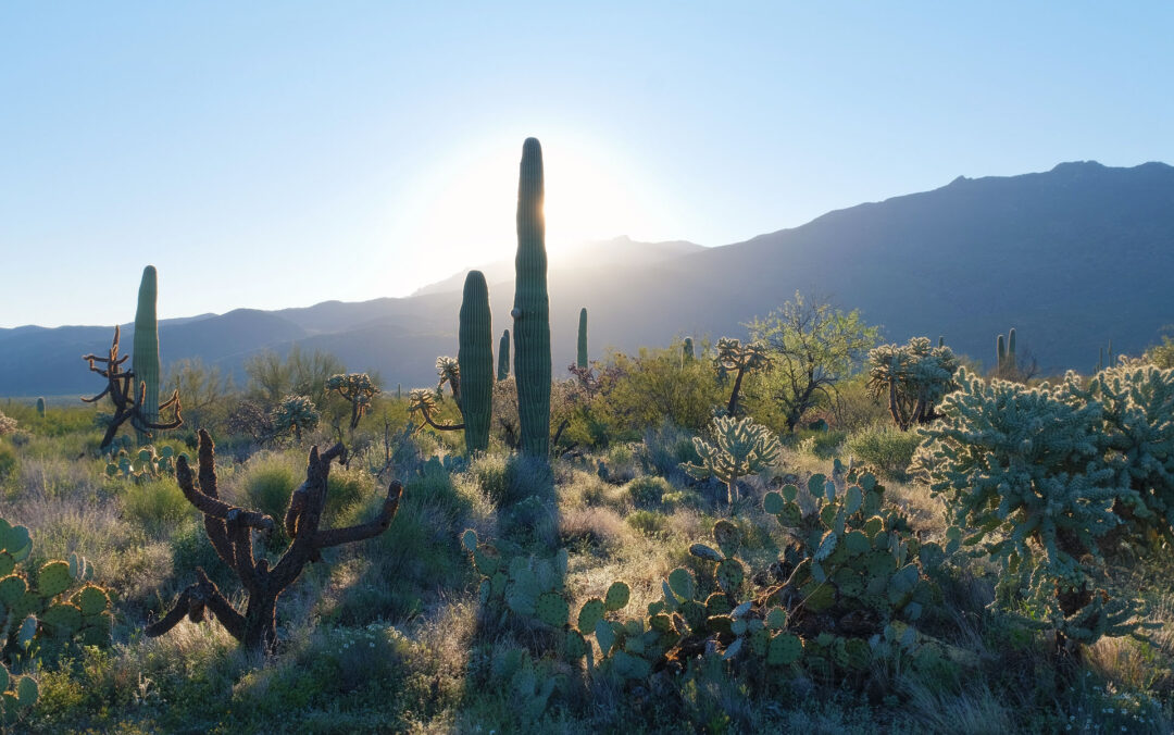 Saguaro National Park Slideshow