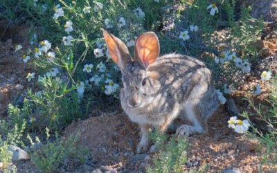 Desert Cottontail Rabbit