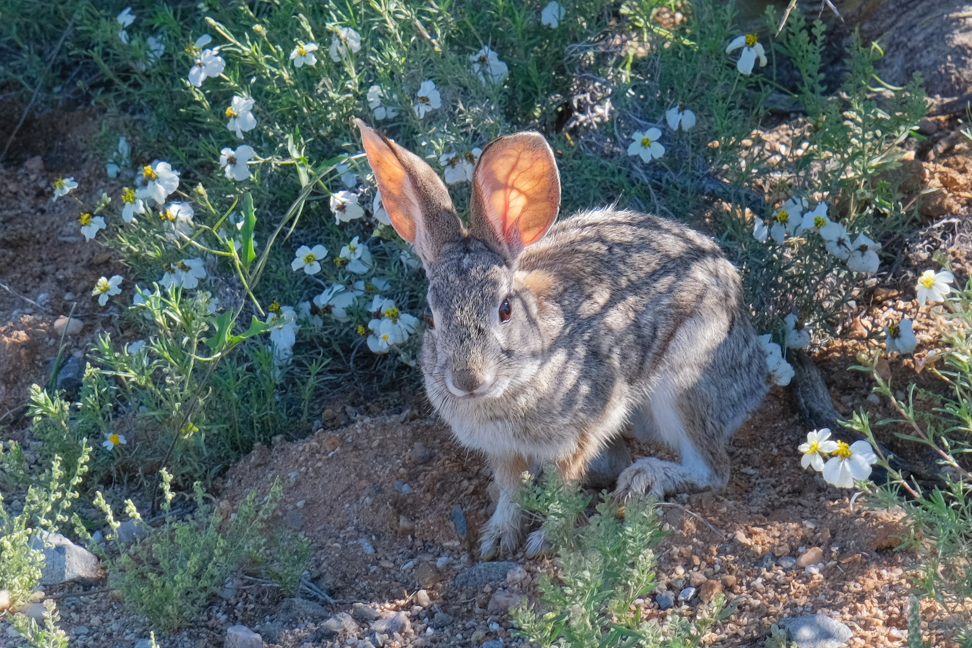 Desert Cottontail. Saguaro National Park