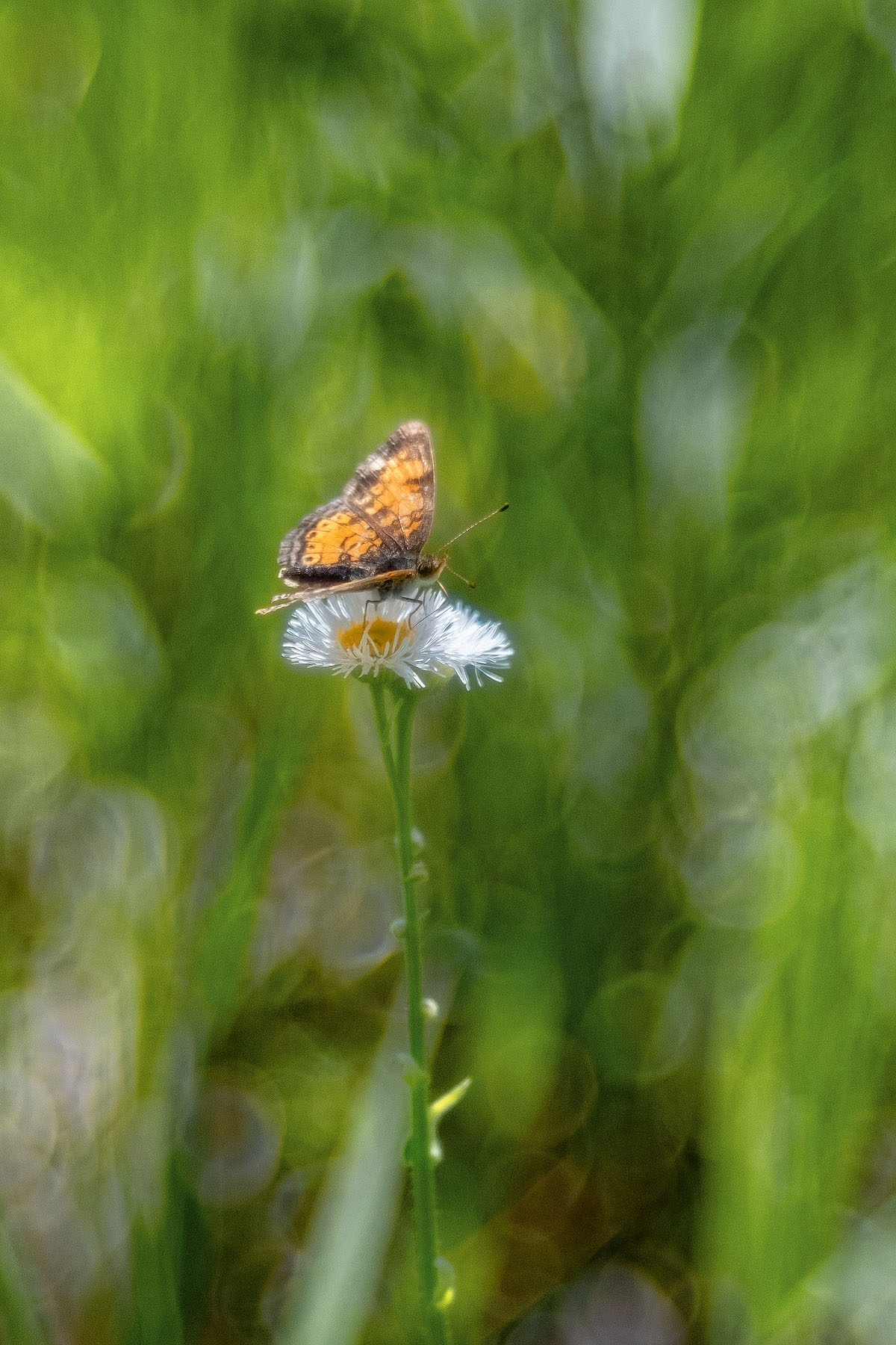 Daisy Fleabane Landing Pad