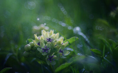 Spider milkweed wildflower nestled in rain-soaked grasses