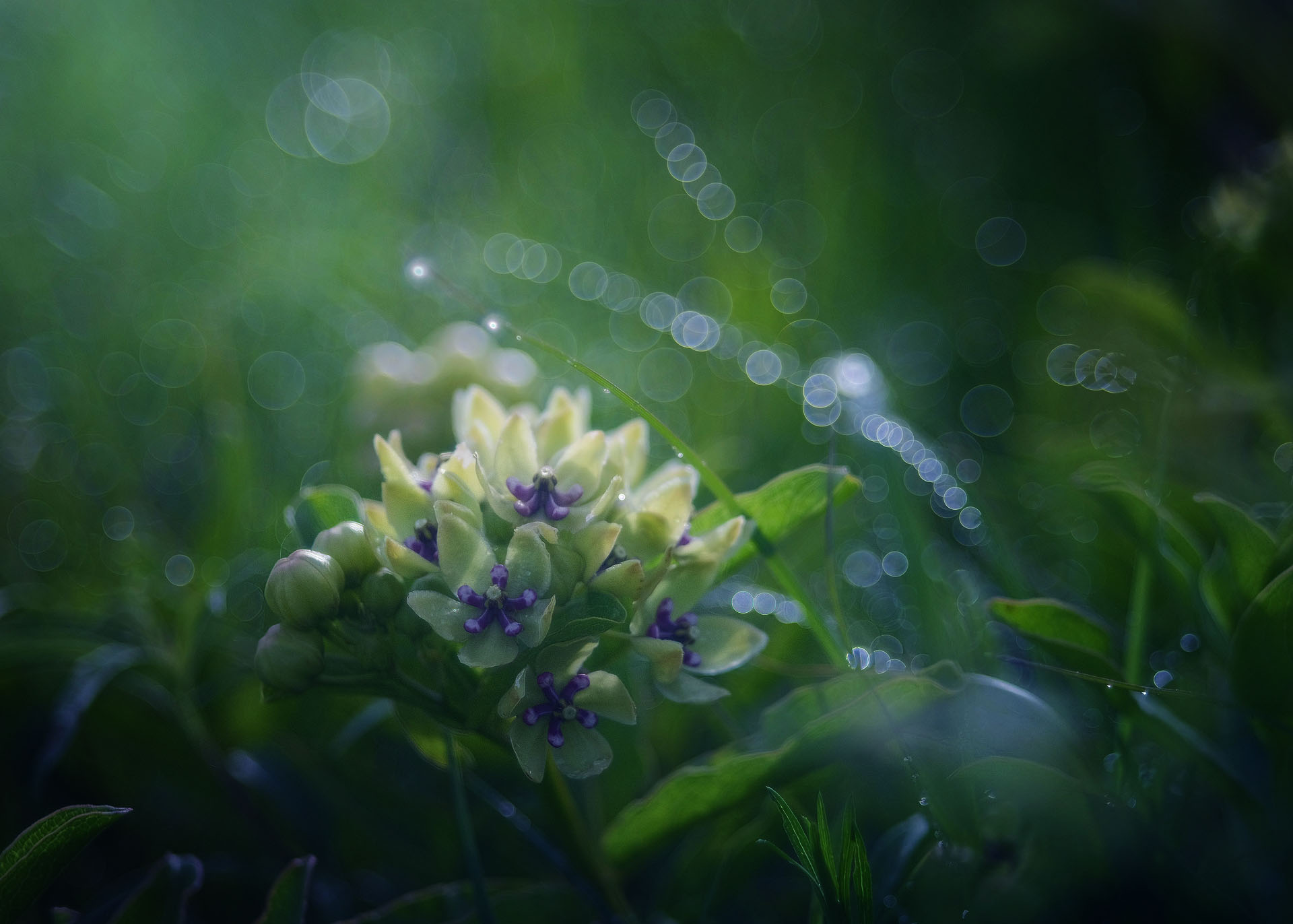 Spider Milkweed and Rain Soaked Grass