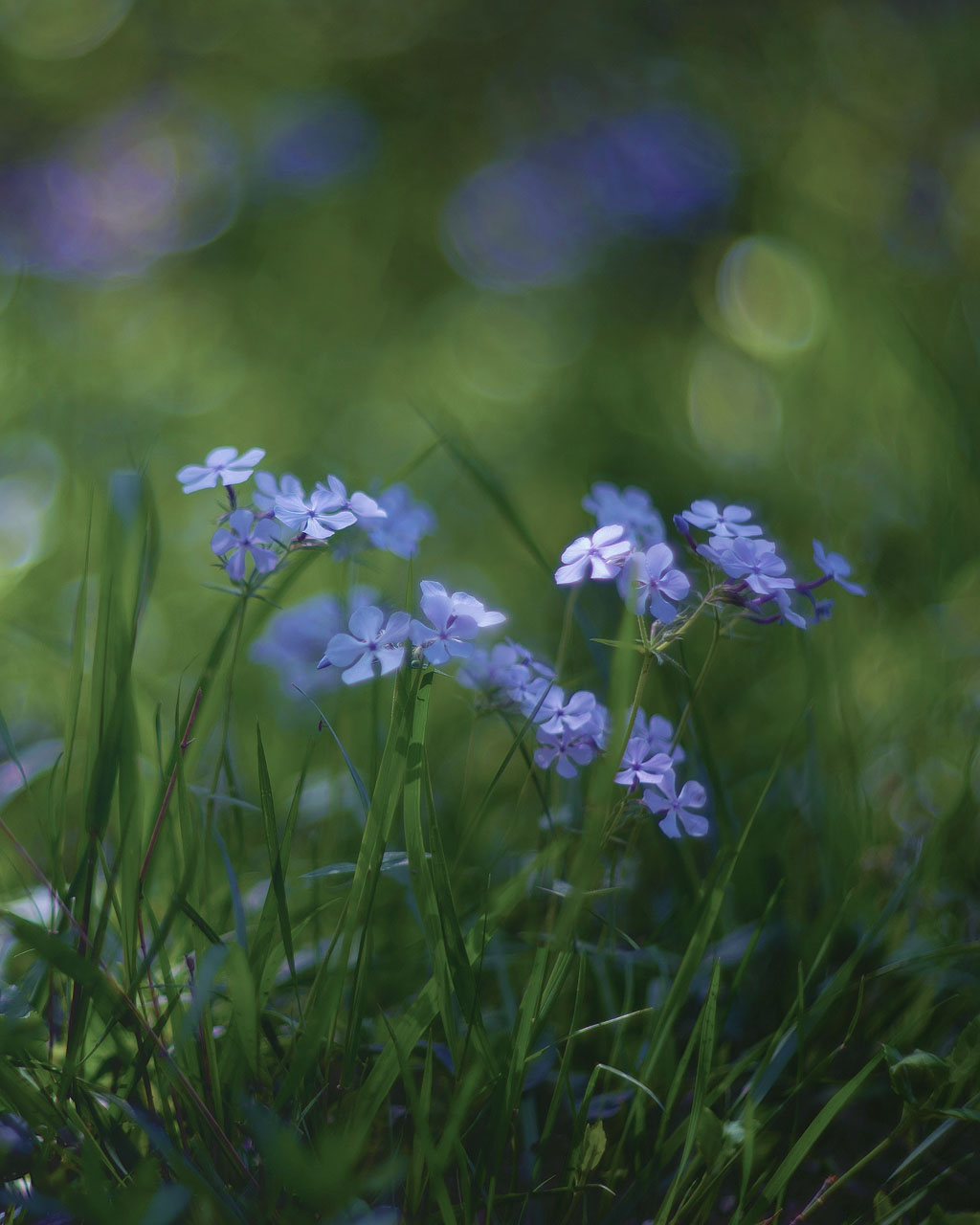 Blue Phlox, Flint Hills National Wildlife Preserve